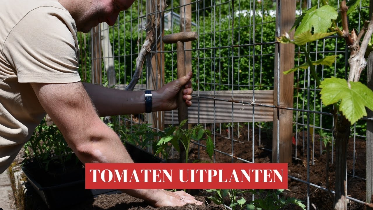 Tomaten zaaien en uitplanten in de Groei & Bloei moestuin