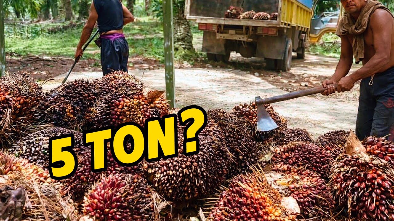 Manen sawit bulan puasa hasilnya sungguh memuaskan