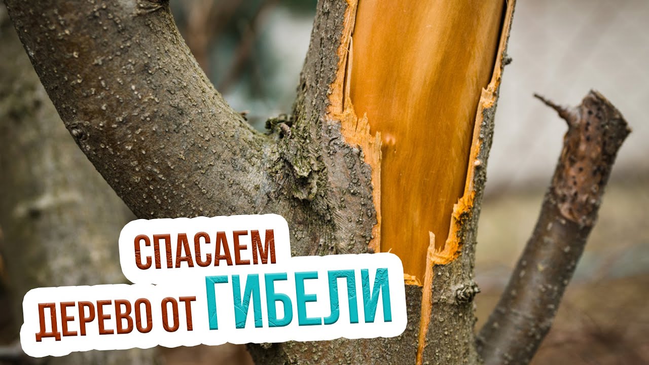 Как защитить деревья зимой от подмерзания ожогов и грызунов? Лечение морозобоин на деревьях