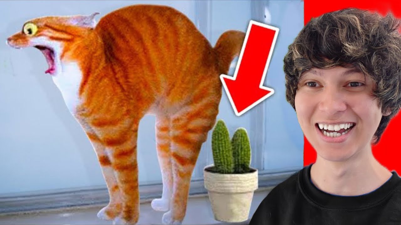 Funniest Animals On The Internet!