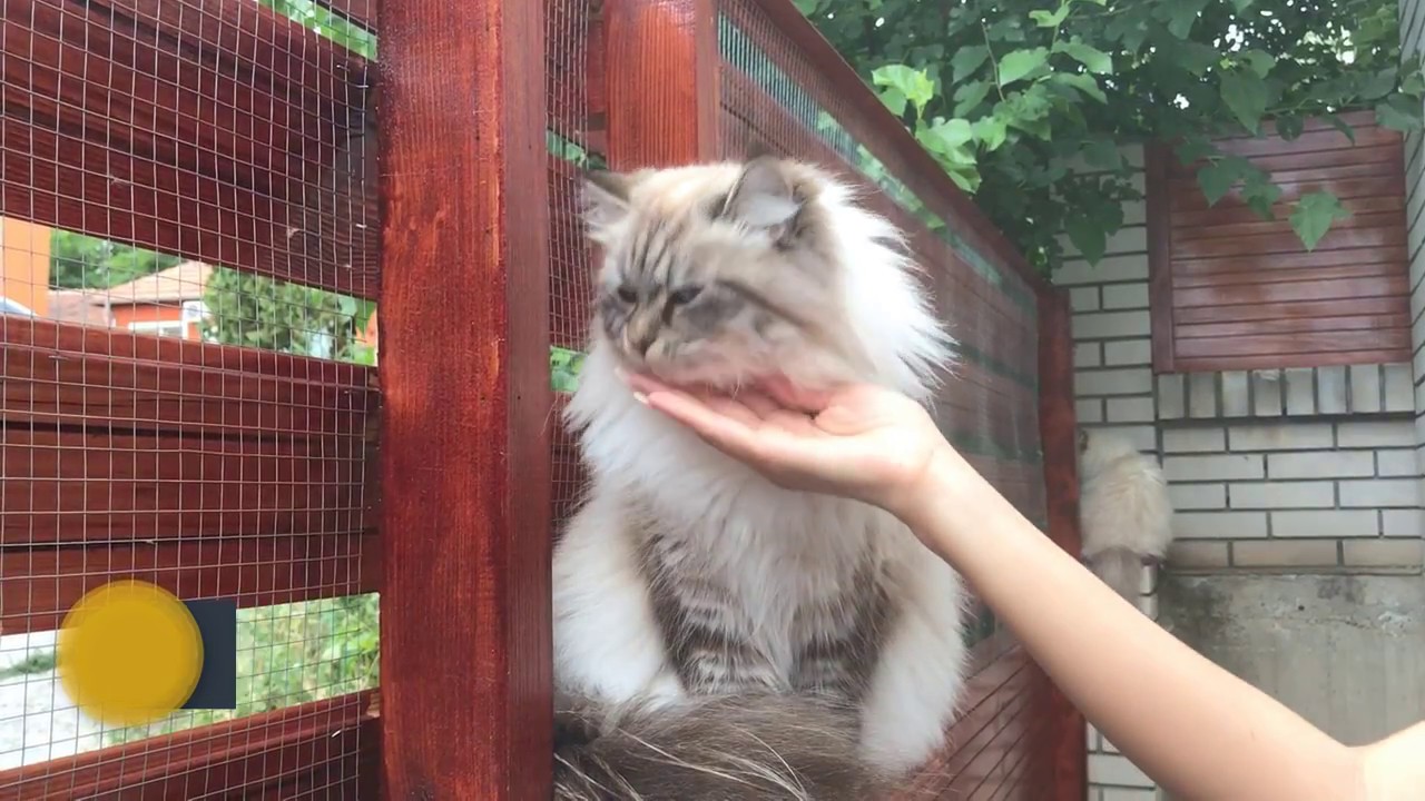 Siberian cat - Lucia from Neva Angels cattery