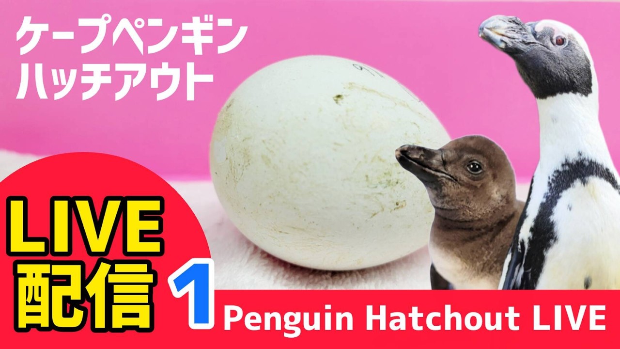 【LIVE配信】Hatching of penguin.  ケープペンギンのハッチアウト生配信その①【劇団ペンターズ】#live #penguin #誕生
