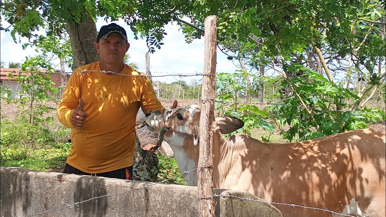 mostrando o novo cercado dos bezerros 