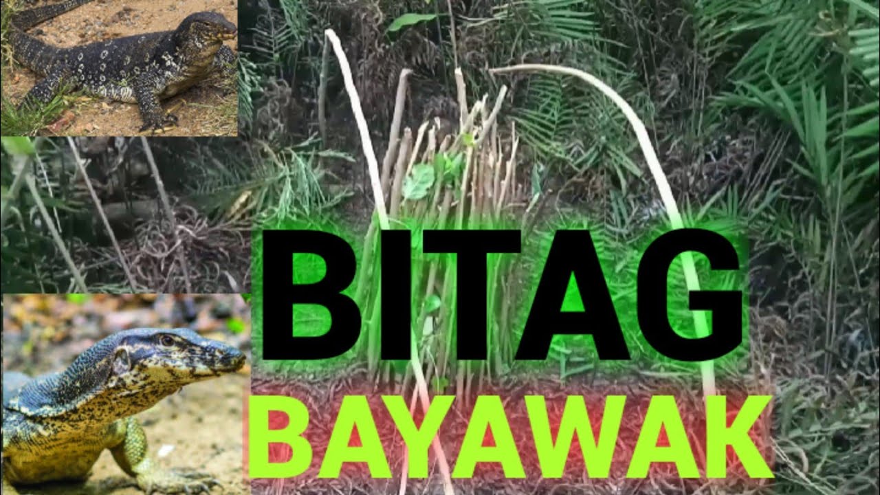 BITAG