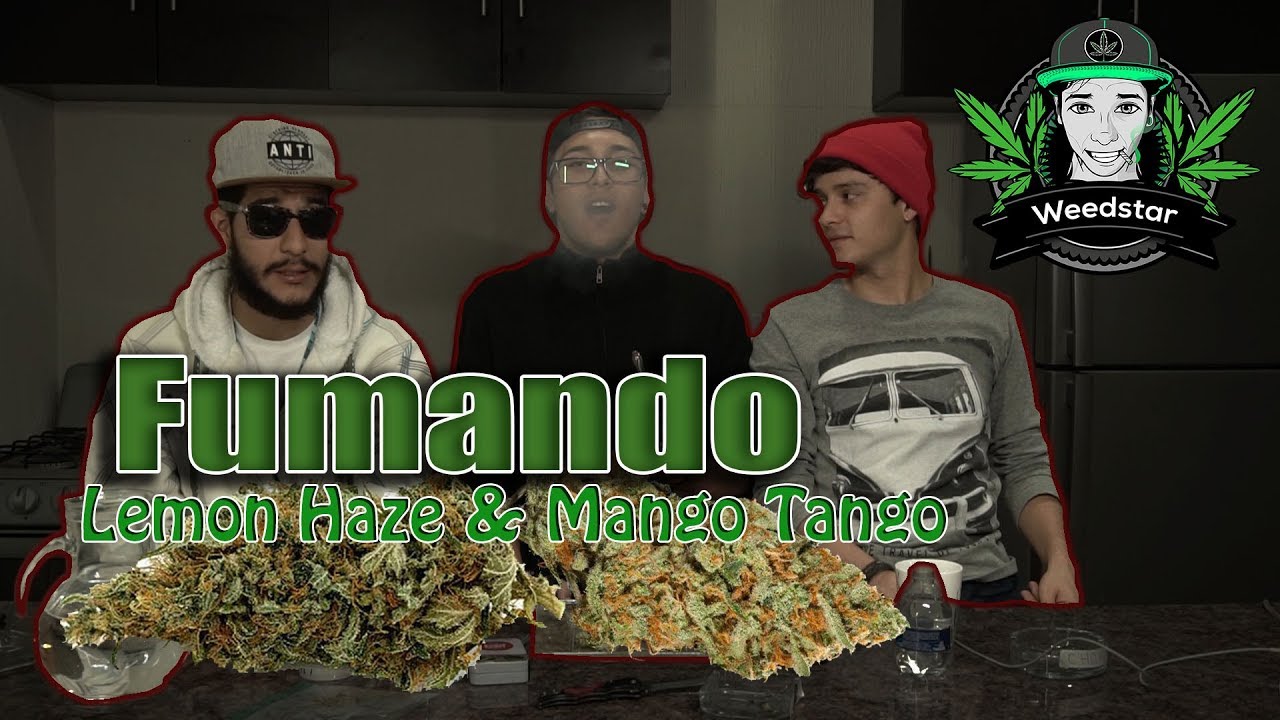 Fumando Lemon Haze y Mango Tangui Kush (+18) ft LaChoraDelPio