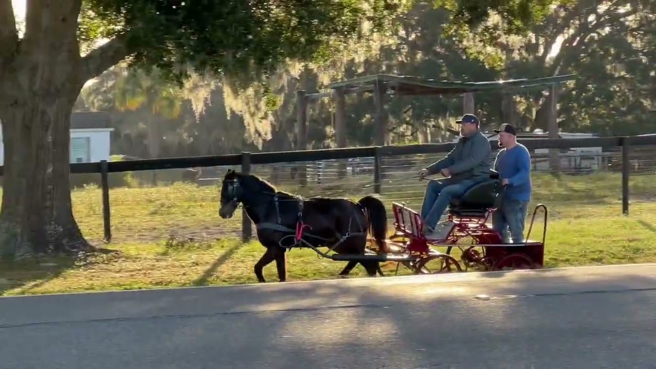 Miles, 13 hand aged pony gelding
