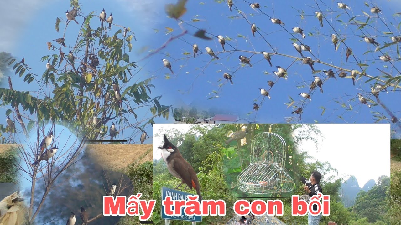 mồi tập sự v&agrave; săn bổi m&ugrave;a chim nhiều nhất cao bằng gặp cả ngh&igrave;n ch&uacute; bổi|Huy sky