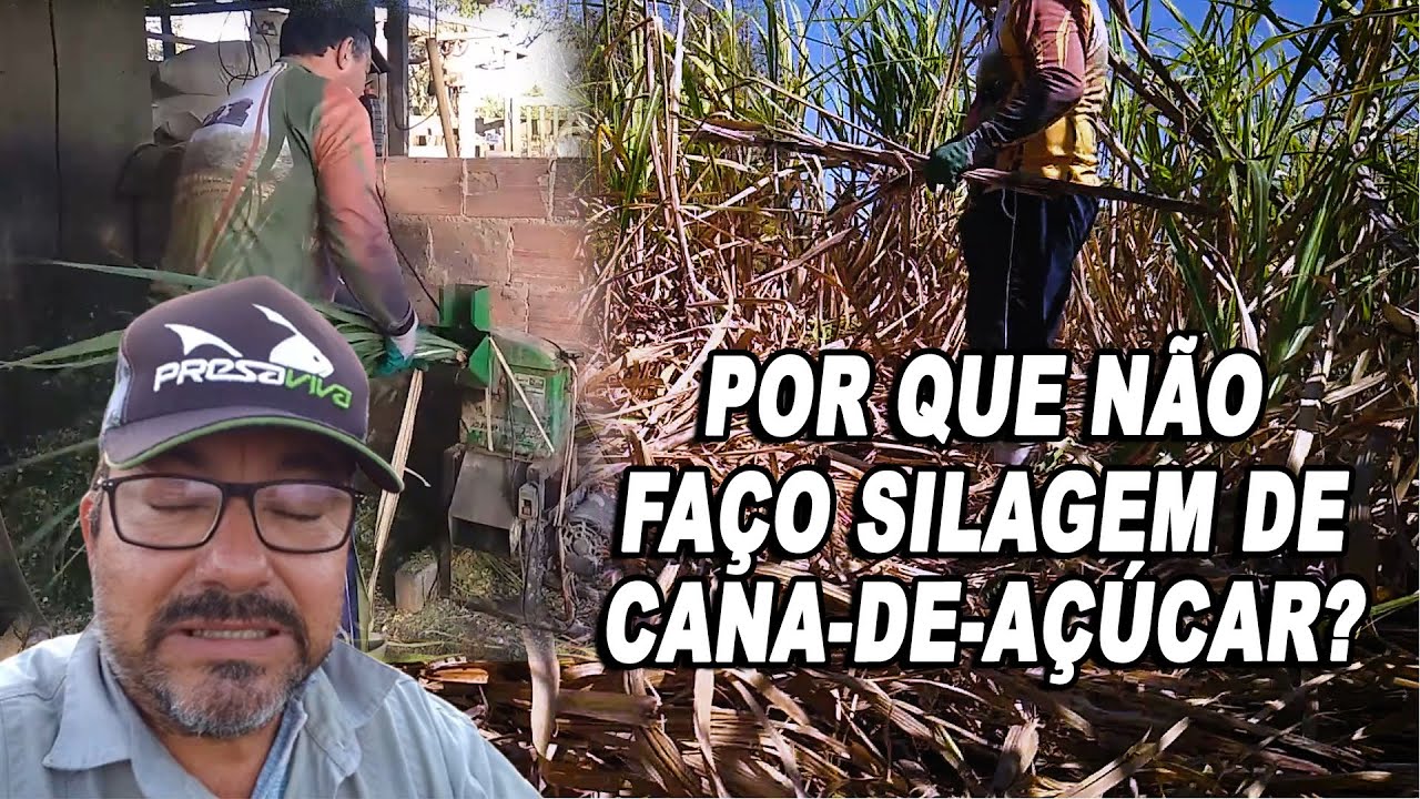 POR QUE NÃO FAÇO SILAGEM DE CANA-DE-AÇÚCAR?