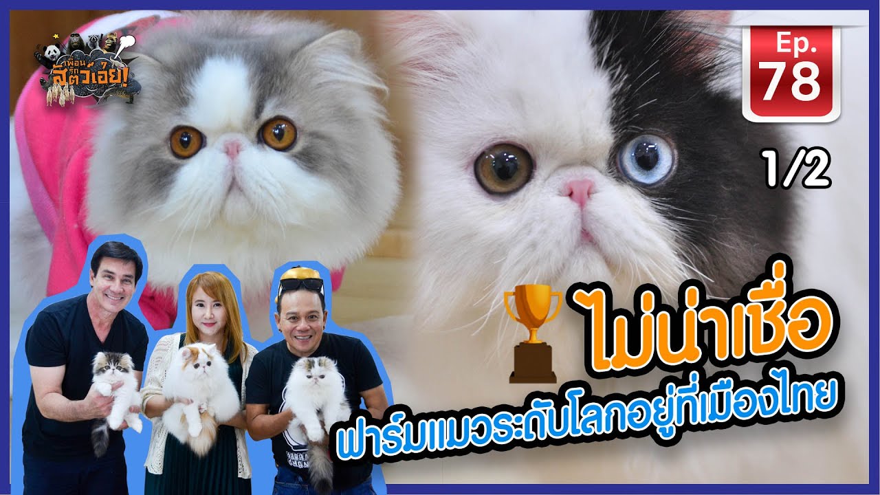Cat farm ไม่น่าเชื่อฟาร์มแมวระดับโลกอยู่ที่เมืองไทย - เพื่อนรักสัตว์เอ้ย EP.78 [1/2]