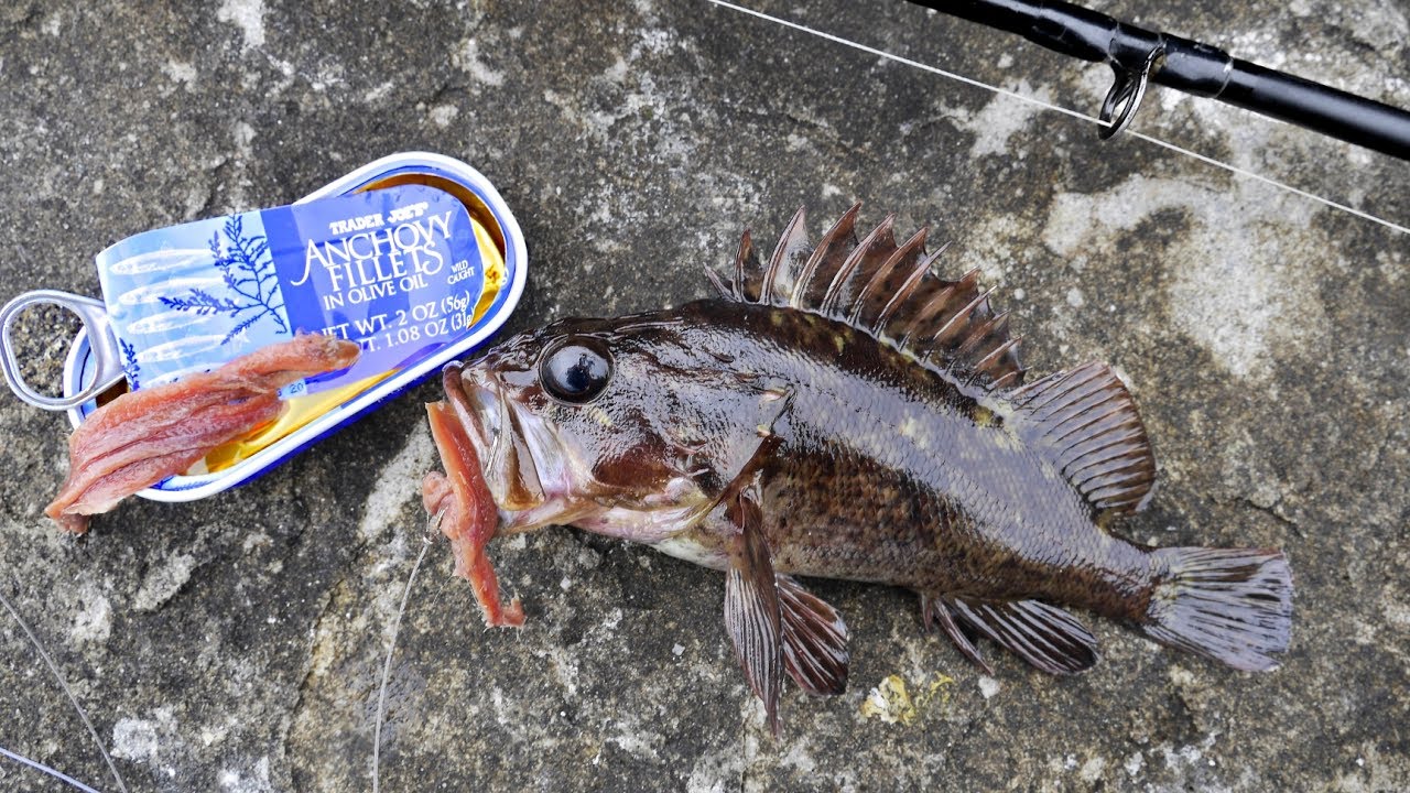 Will Canned Anchovy Catch Fish? Experiment!