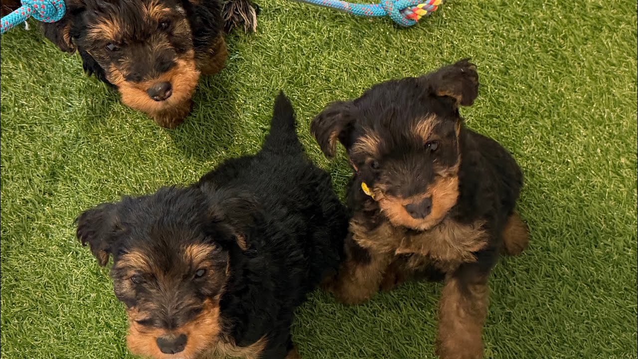 Hope-Iroh 12/1/25 welsh pups 6.5 weeks old 