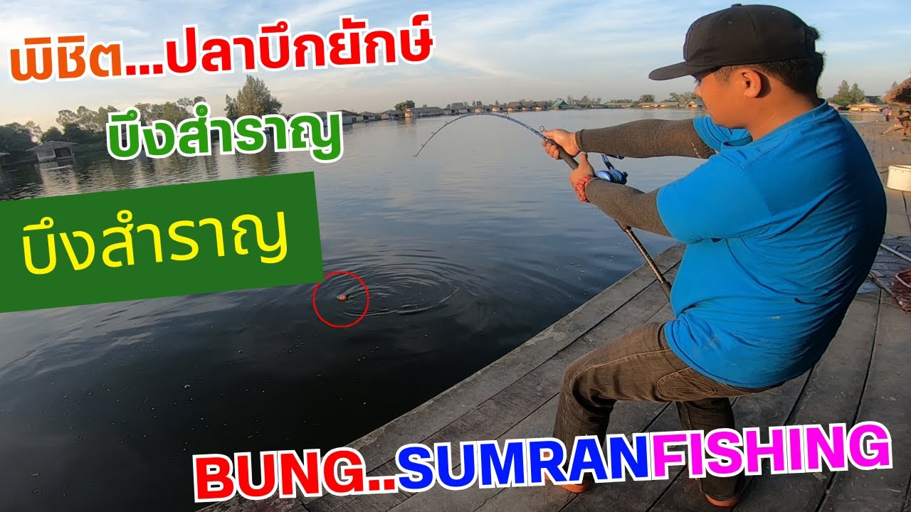 พิชิต...ปลาบึกยักษ์ บึงสำราญ Bungsamran #ปลาบึก #ปลากระโห้ #ปลายักษ์ #กระโห้ยักษ์ #ปลาบึกร้อยโล