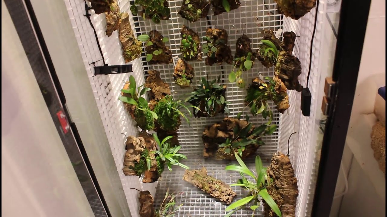 My Orchidarium Setup; A Complete Overview of My Miniature Orchid Tank and it's Components