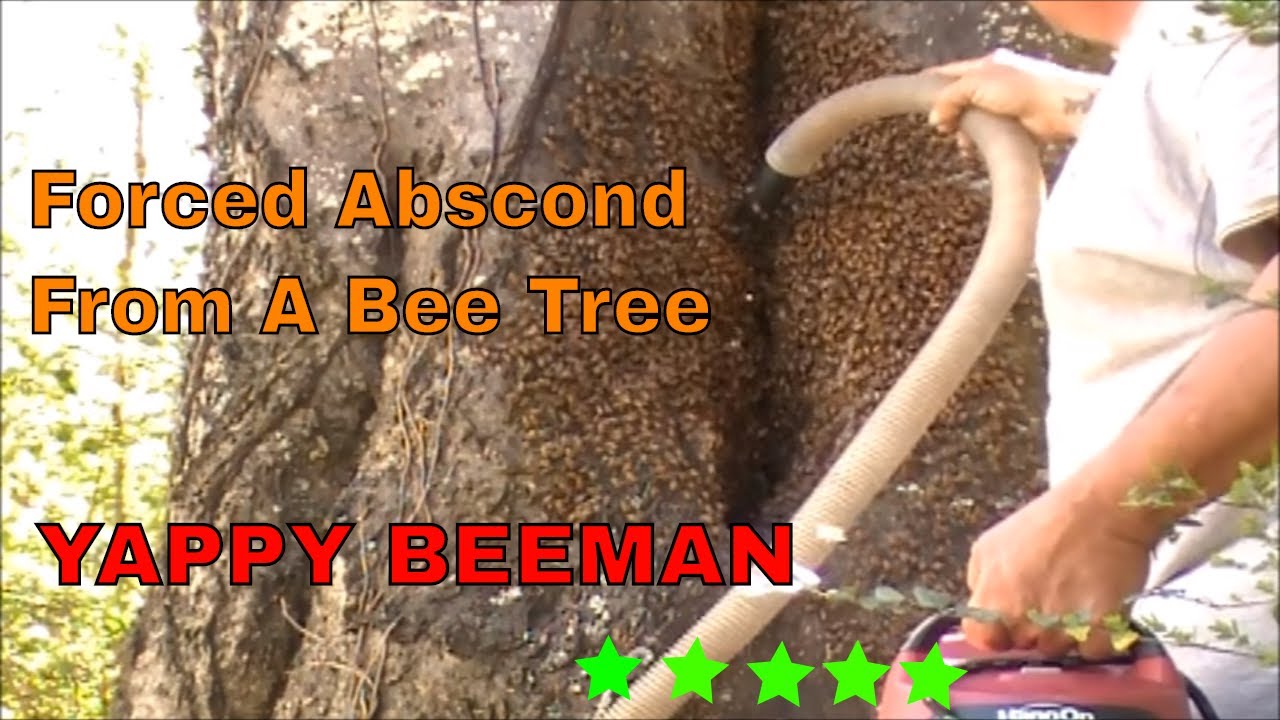 Forced Abscond From a Bee Tree Video Tutorial