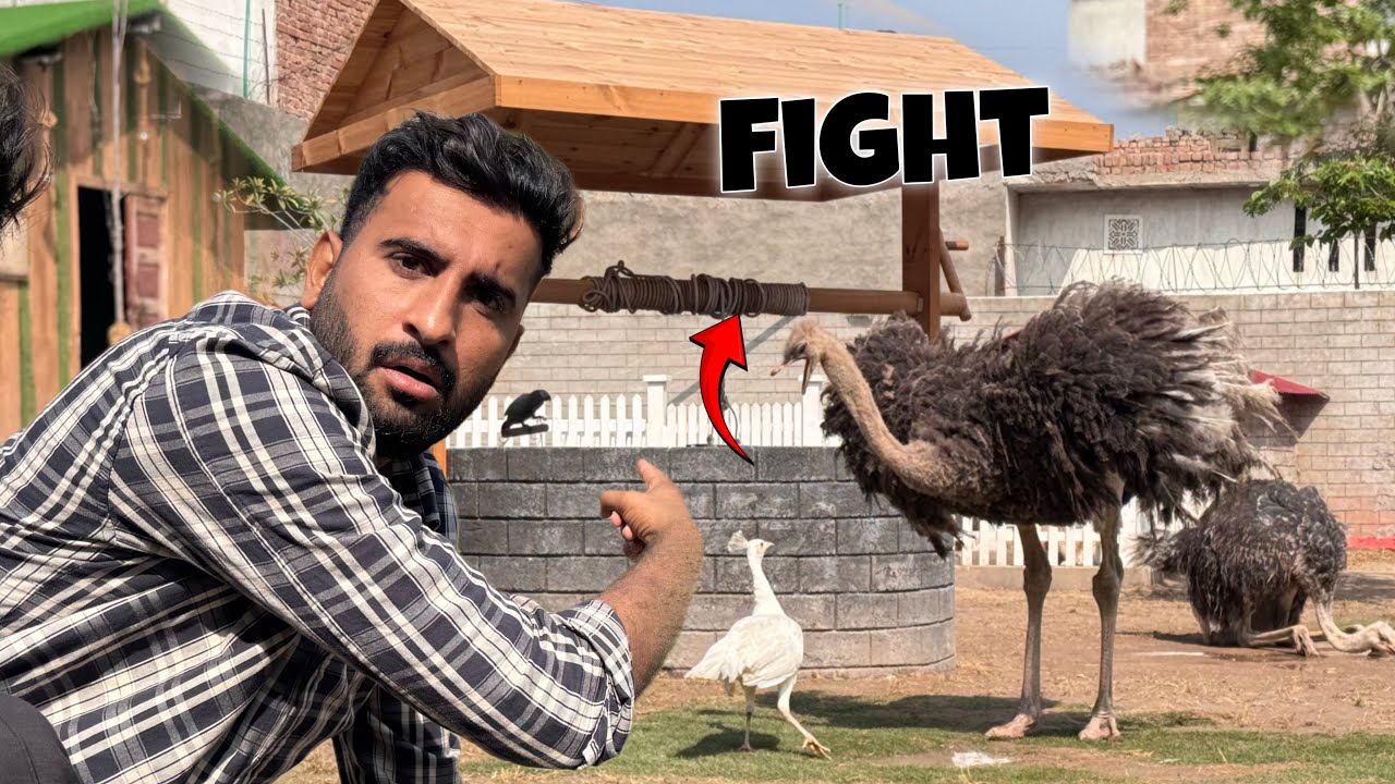 Hmari Morni Or Ostrich Ki Lrai Hone Lgi😂Morni Ki Himmat Dekho😍