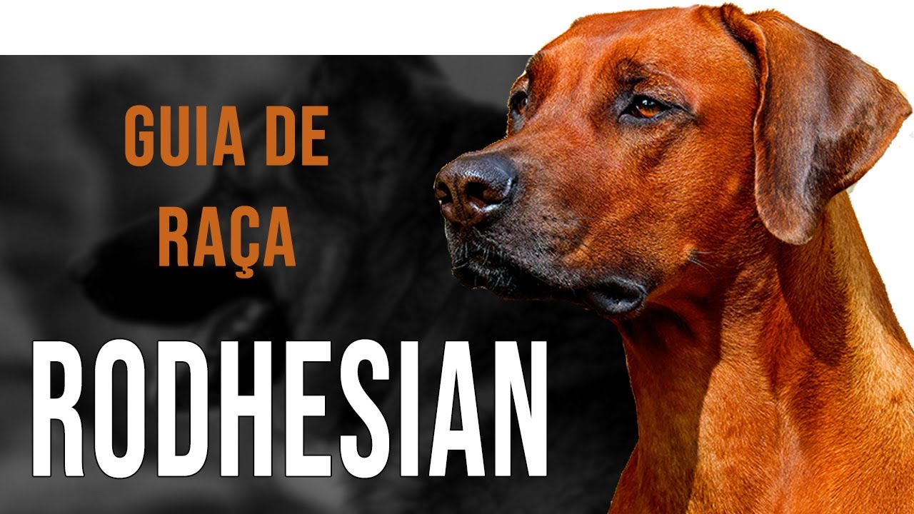 RHODESIAN RIDGEBACK - Tudo sobre a raça