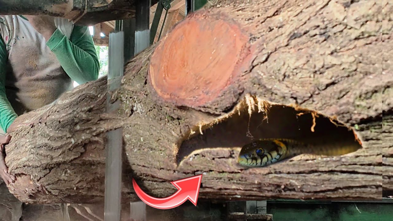 Almost hurt and killed me!! Harsh treatment during sawing a log of oak inside the sawmill