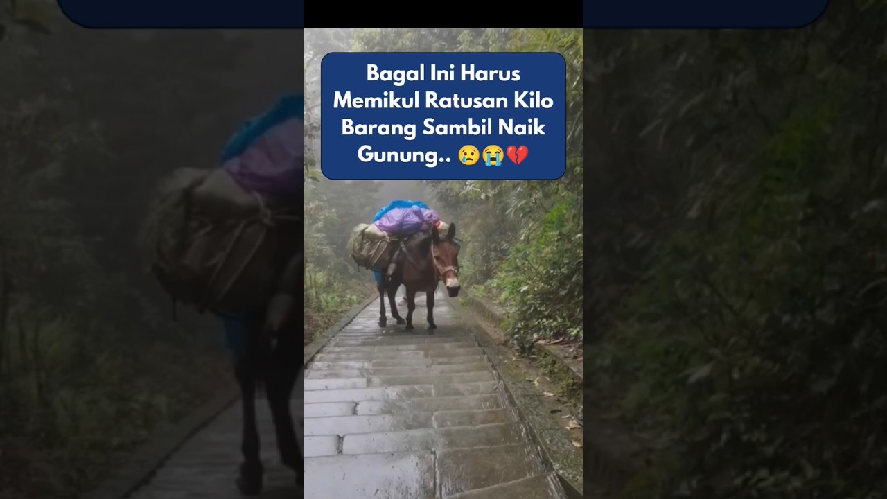 Bagal Pekerja Keras dan Menderita