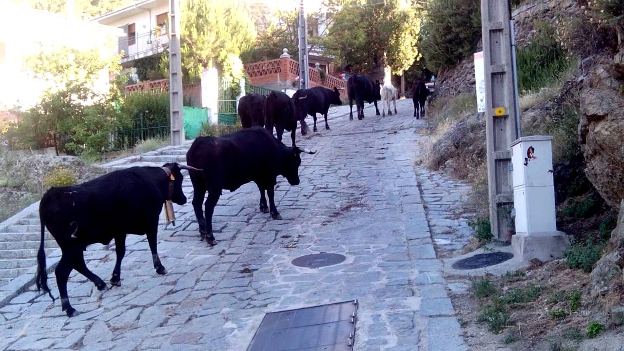 cuevas del valle TRASUMANCIA vacas de los cerillas 21-6-2014----- video 2