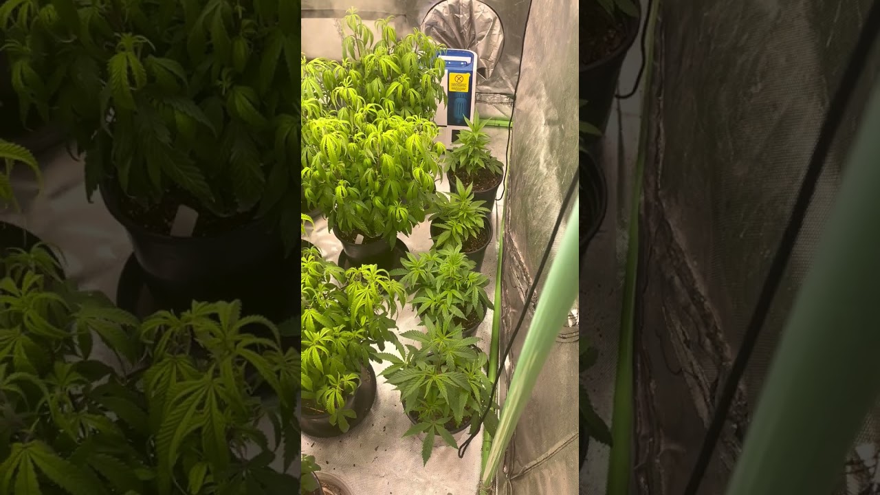 Irie Genetics Seed Start! Lady Marmalade Day 47; Dark Hallow Day 45