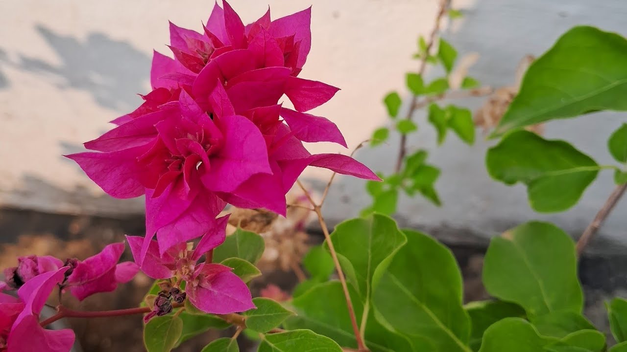 അല്പം വൈകിപ്പോയി വേഗം വായോ 🥰🥰🥰#live #streaminglive #YouTubelivestream #streaminglive @devuz-dreamz
