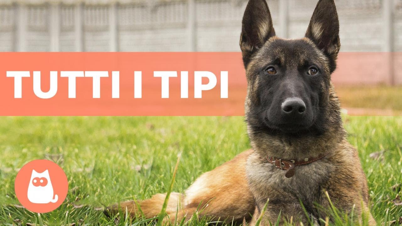 TIPI di PASTORE BELGA - Caratteristiche e Curiosità