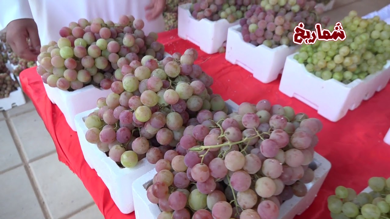 مهرجان العنب  الرابع  بالصليبية  (  الجزء الأول )