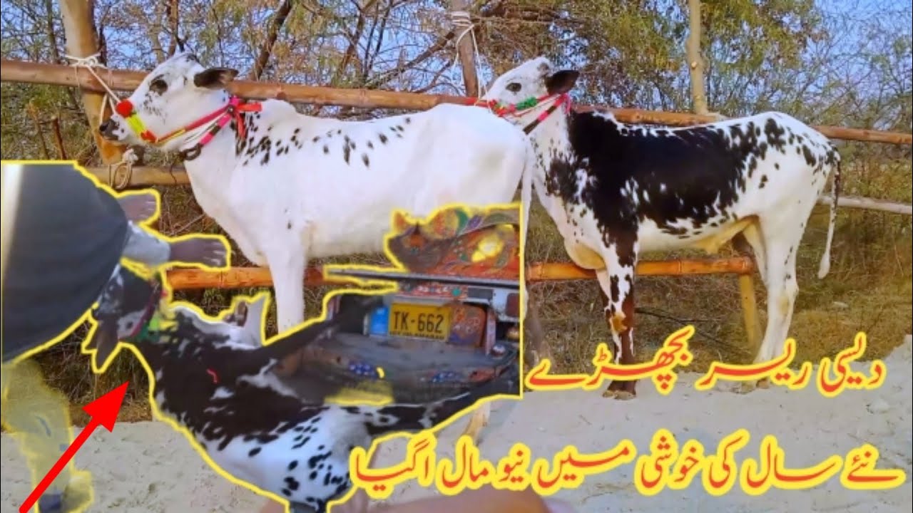 kheery Dhani Fatehjangi Bachry/Talagang Mandi update/Domain Mandi Ka Mall/qurbani 2024 Ke bull/
