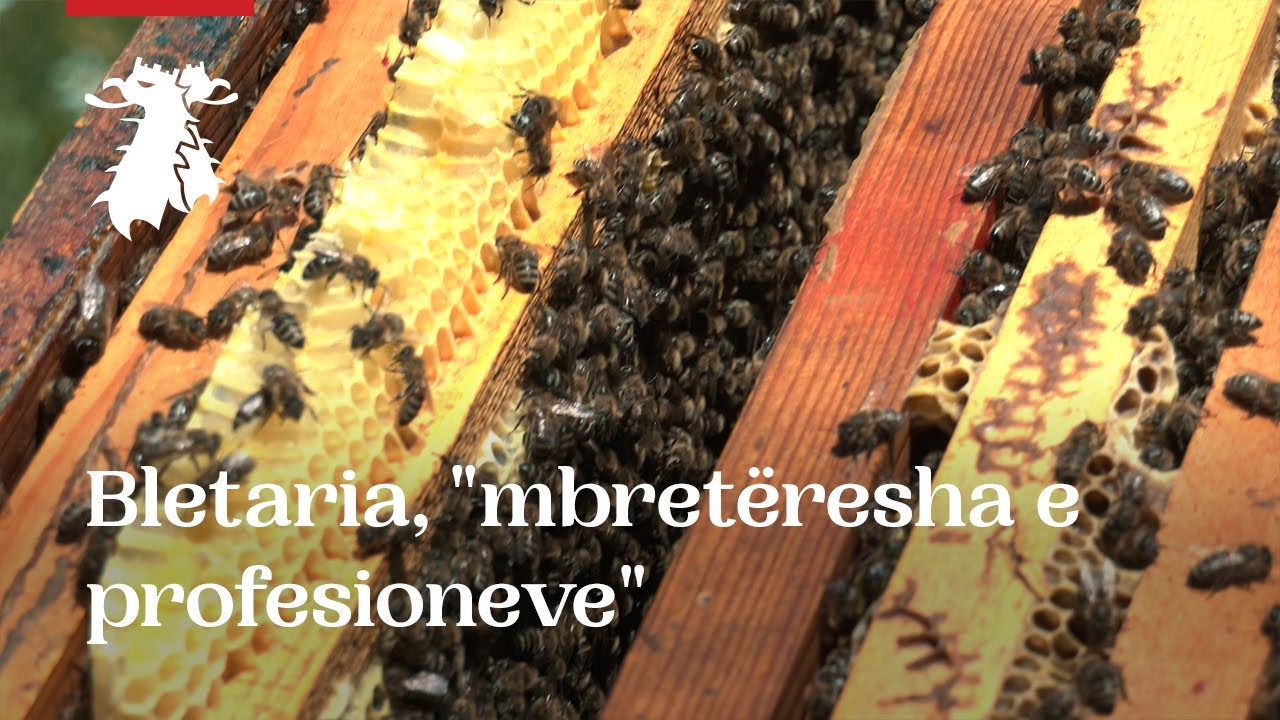 Bletaria, “mbreteresha e profesioneve” - 18.06.2021 - Albanian Post