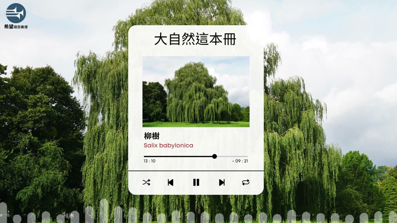 【大自然這本冊】EP41 柳樹