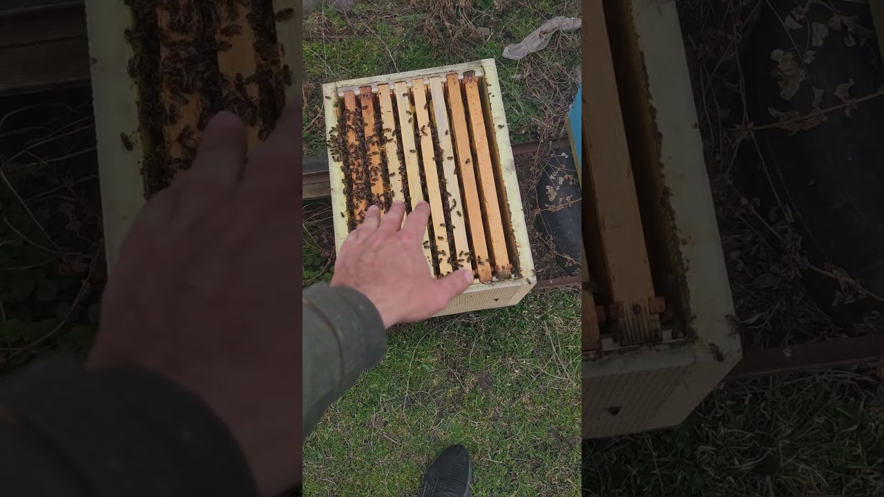 Когда НЕ СТОИТ СЖИМАТЬ ПЧЕЛИНУЮ СЕМЬЮ как ПЧЁЛЫ СПОСОБНЫ САМИ СЖИМАТЬСЯ есть условия 🐝⚠️ #beekeeping