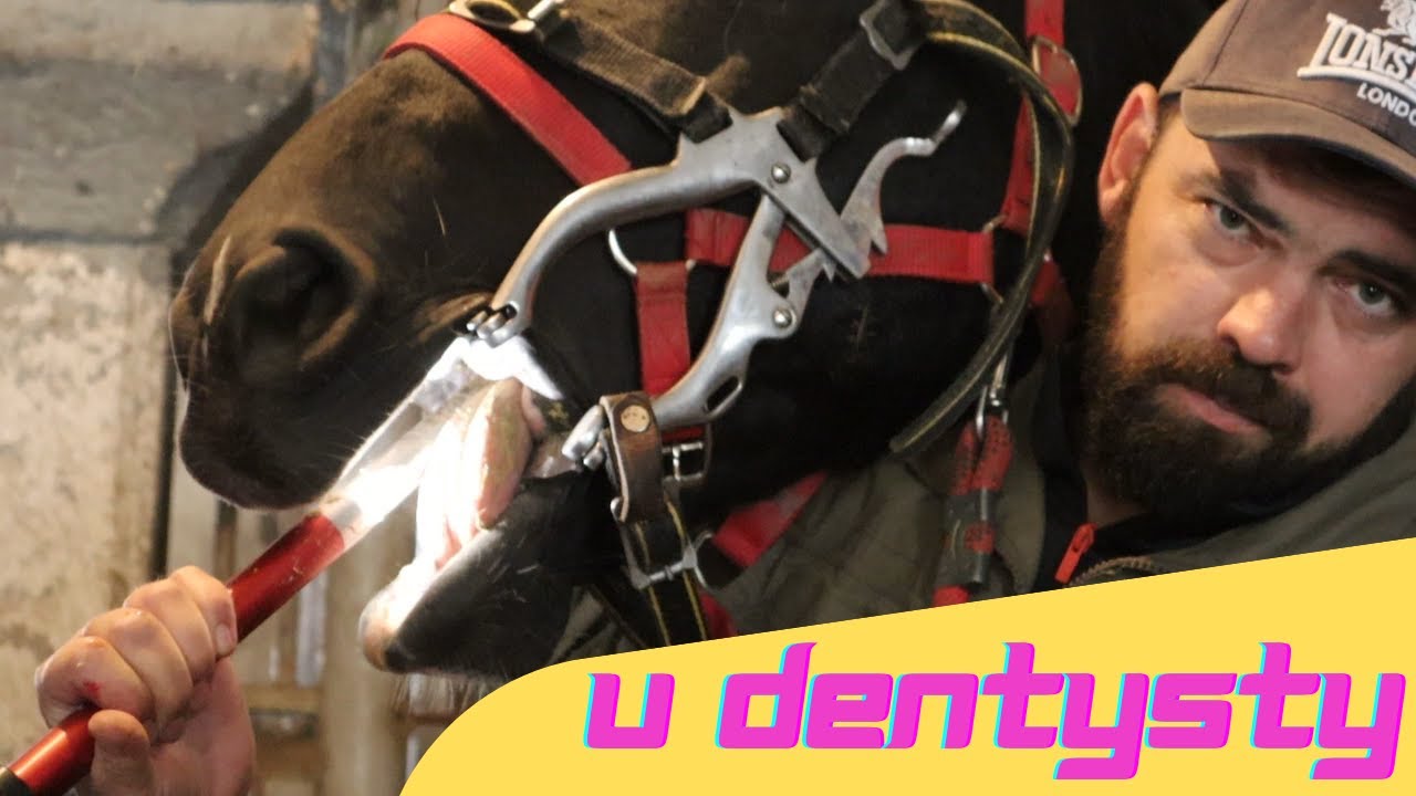 Koń u dentysty