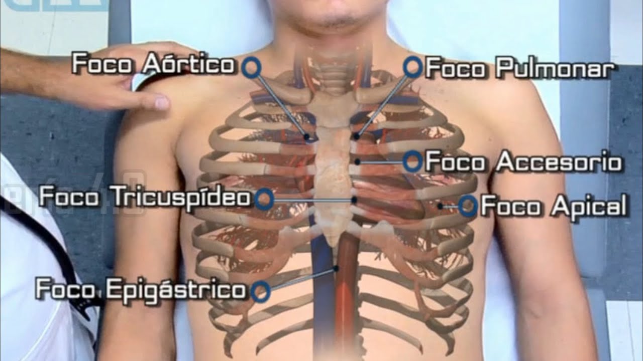 🌟PALPACI&Oacute;N DEL SISTEMA CARDIOVASCULAR🌟