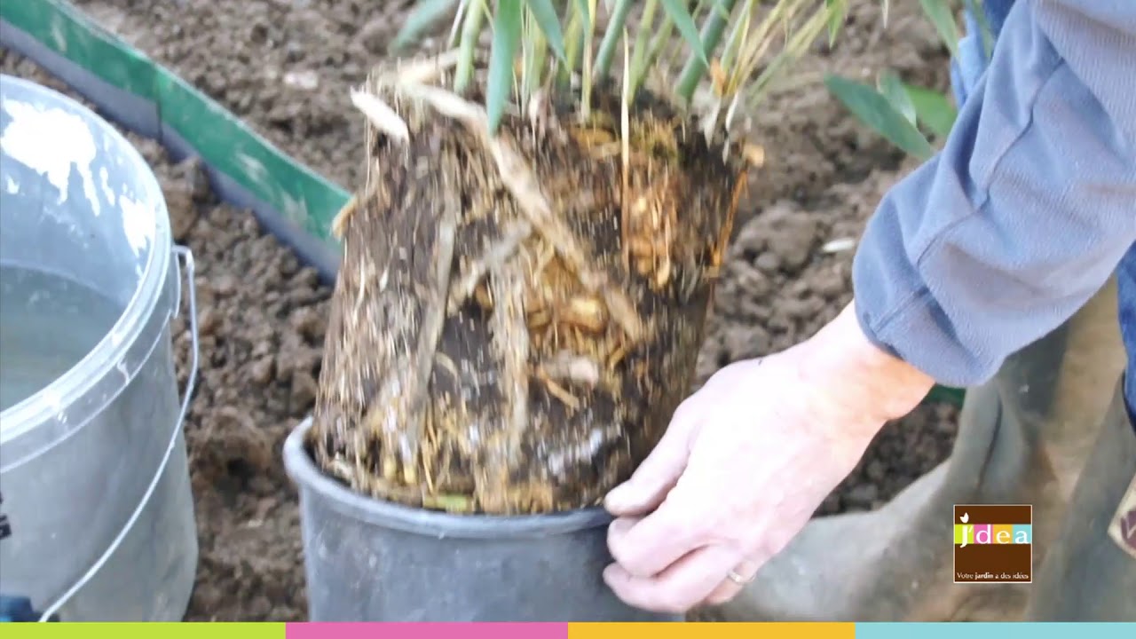 J'DEA : Planter une haie de bambous