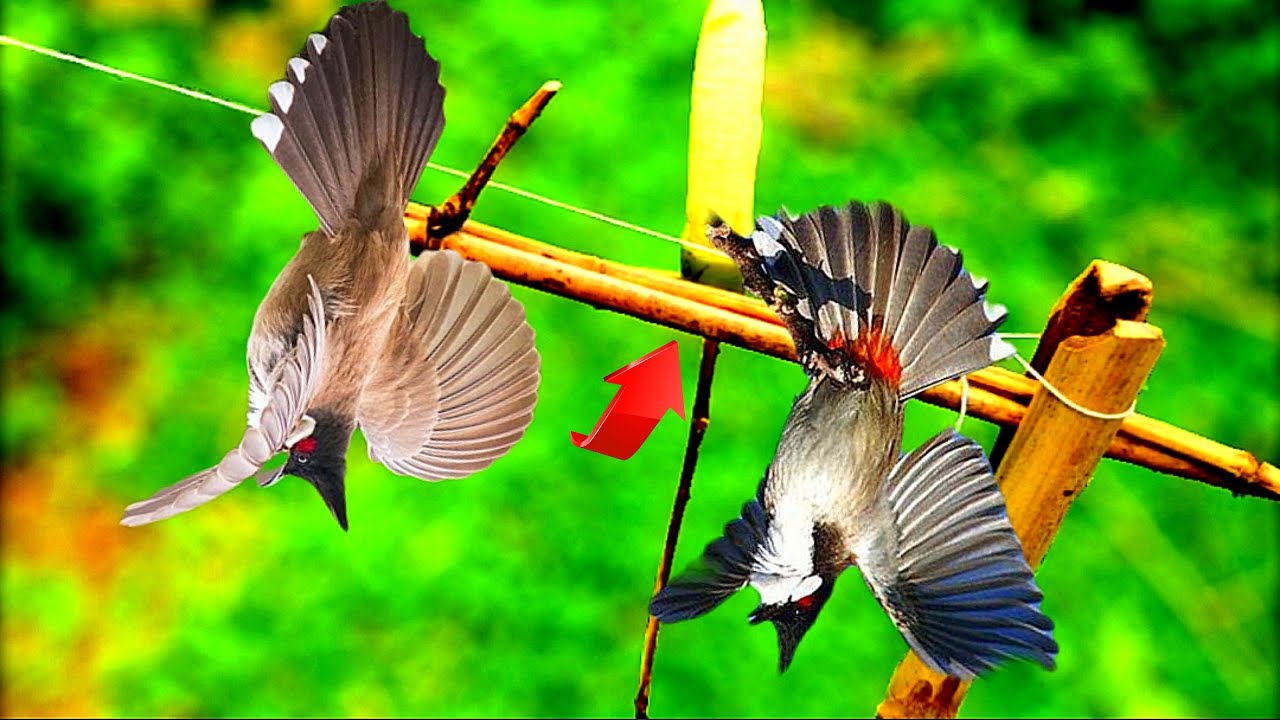 Bẫy Chim Bằng D&acirc;y | Tr&ograve; Chơi Tuổi Thơ Nơi Miền Qu&ecirc; | Nợ Media
