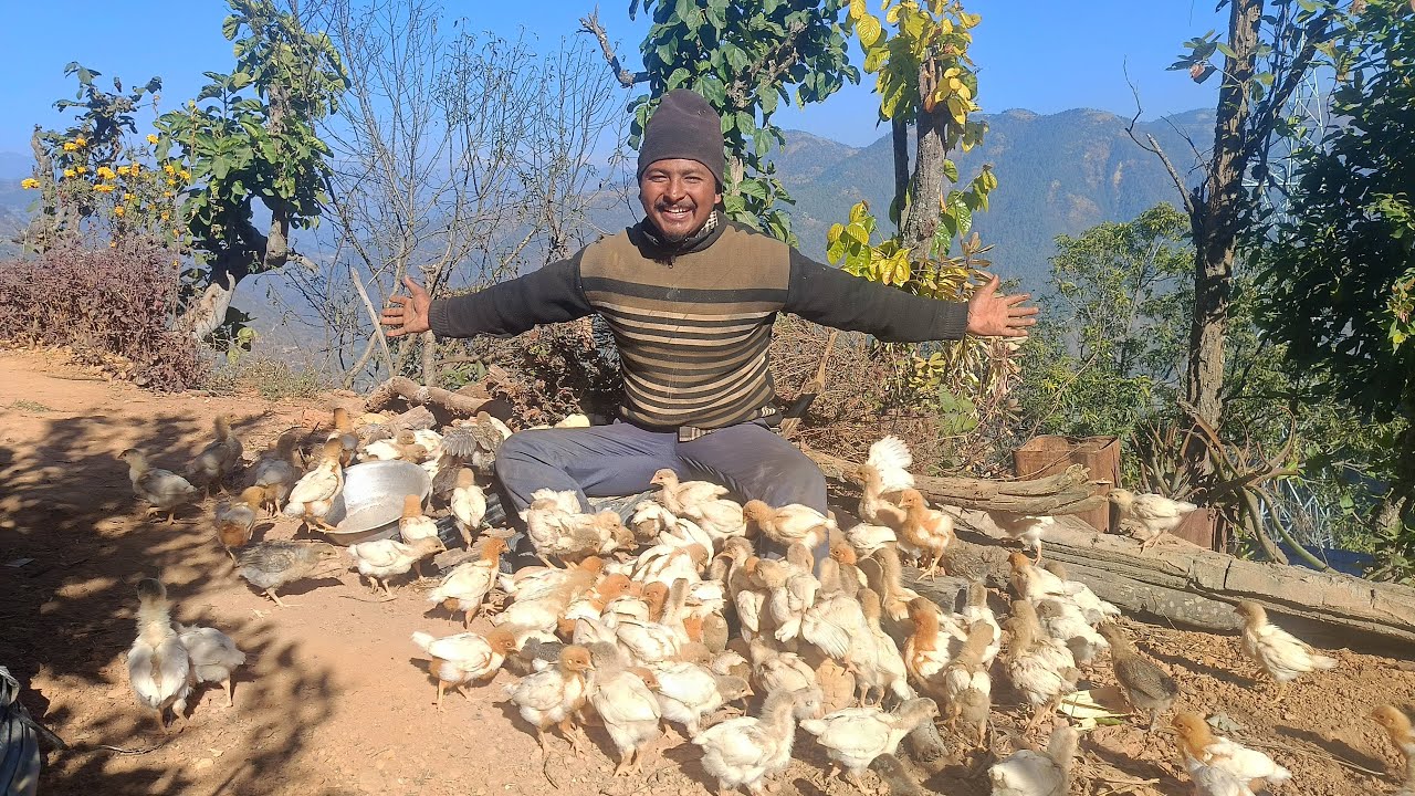 कुखुराको चल्लालाई दानापानी गर्दैछु|kukhura palan Kasari garne |kukhura palan in Nepal