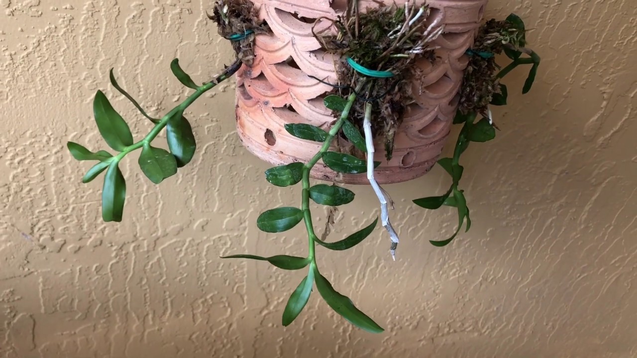 Repotting Dendrobium Keikis, Orchid Repotting, Keiki Update