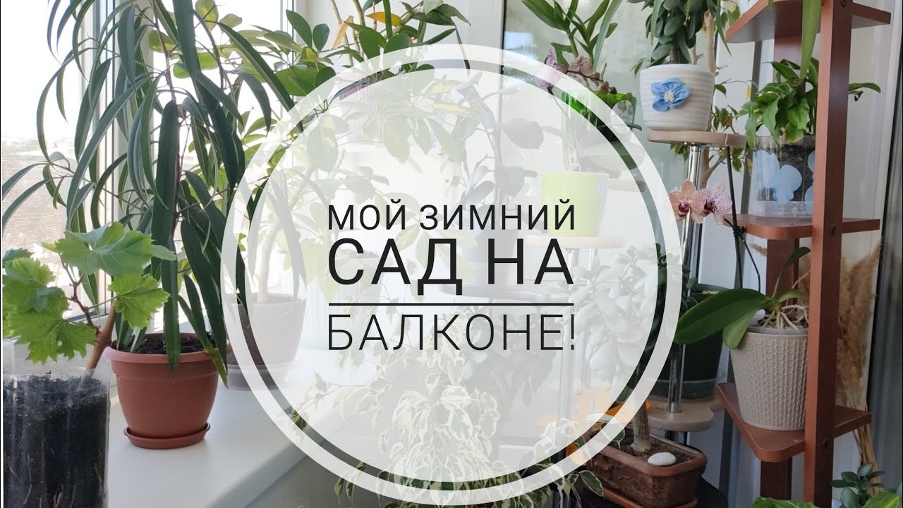 😍🤗ОБЗОР МОЕГО ЗИМНЕГО САДА!ЧТО ТВОРИТ ЧЕСНОЧНАЯ ВОДА😲🤫#цветывмоёмдоме#мойзимнийсад