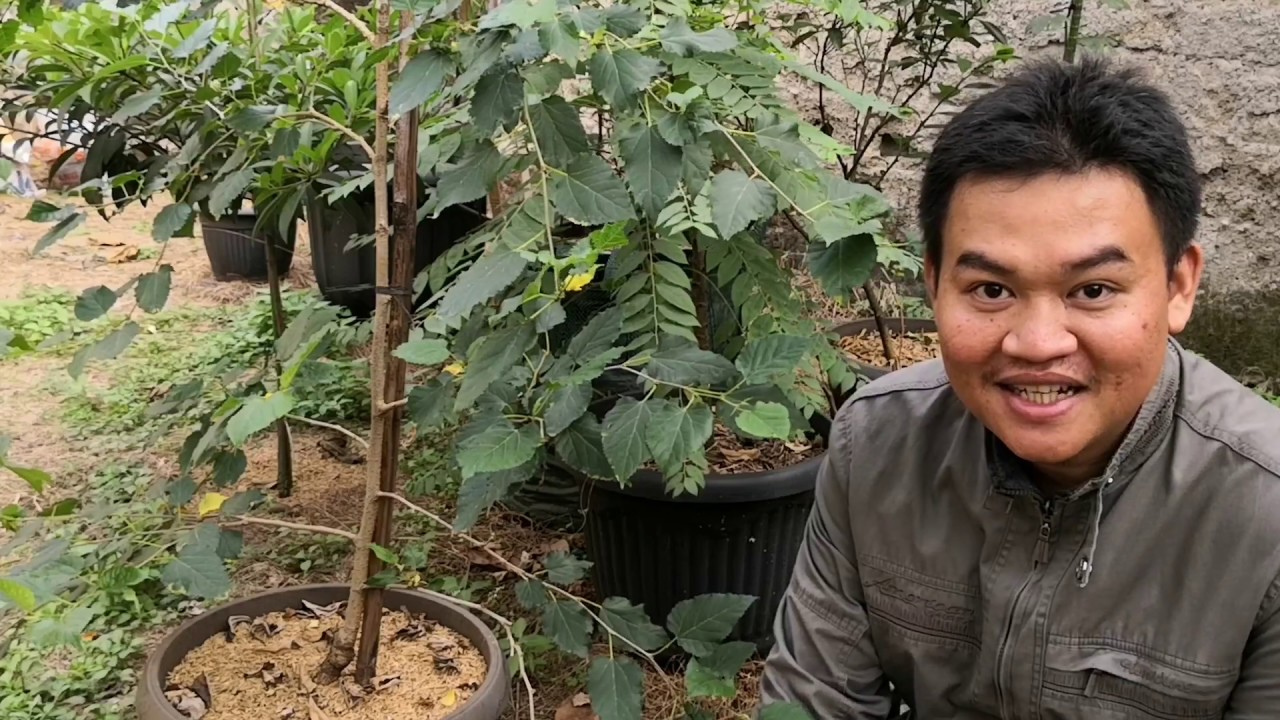 Membuahkan Murbei/Mulberry Agar Berbuah Lebat