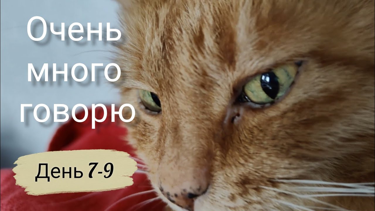День 7-9 | 2026.03.17-19 | Очень много говорю
