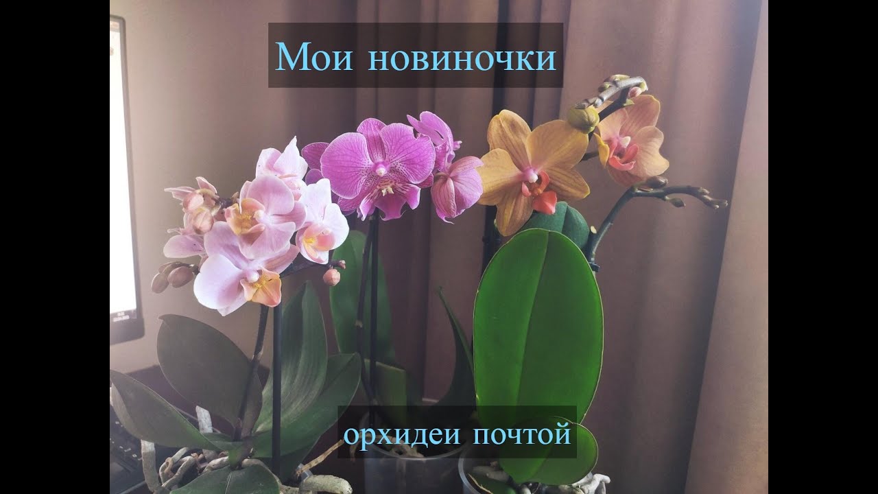 #орхидеи почтой. Посылка с красотой 🤤. Когда продавец контактный - всё решаемо🤞🙈