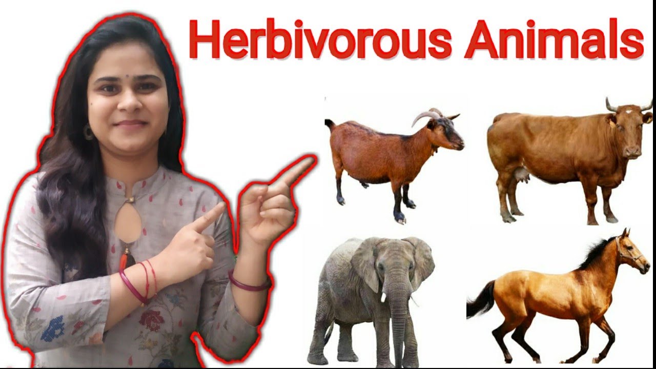 Herbivorous Animals Names & Sounds ll Learn Herbivore Animals ll