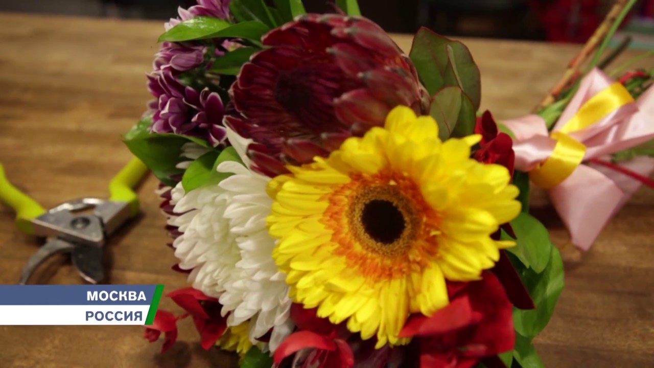 Протея - национальный символ ЮАР