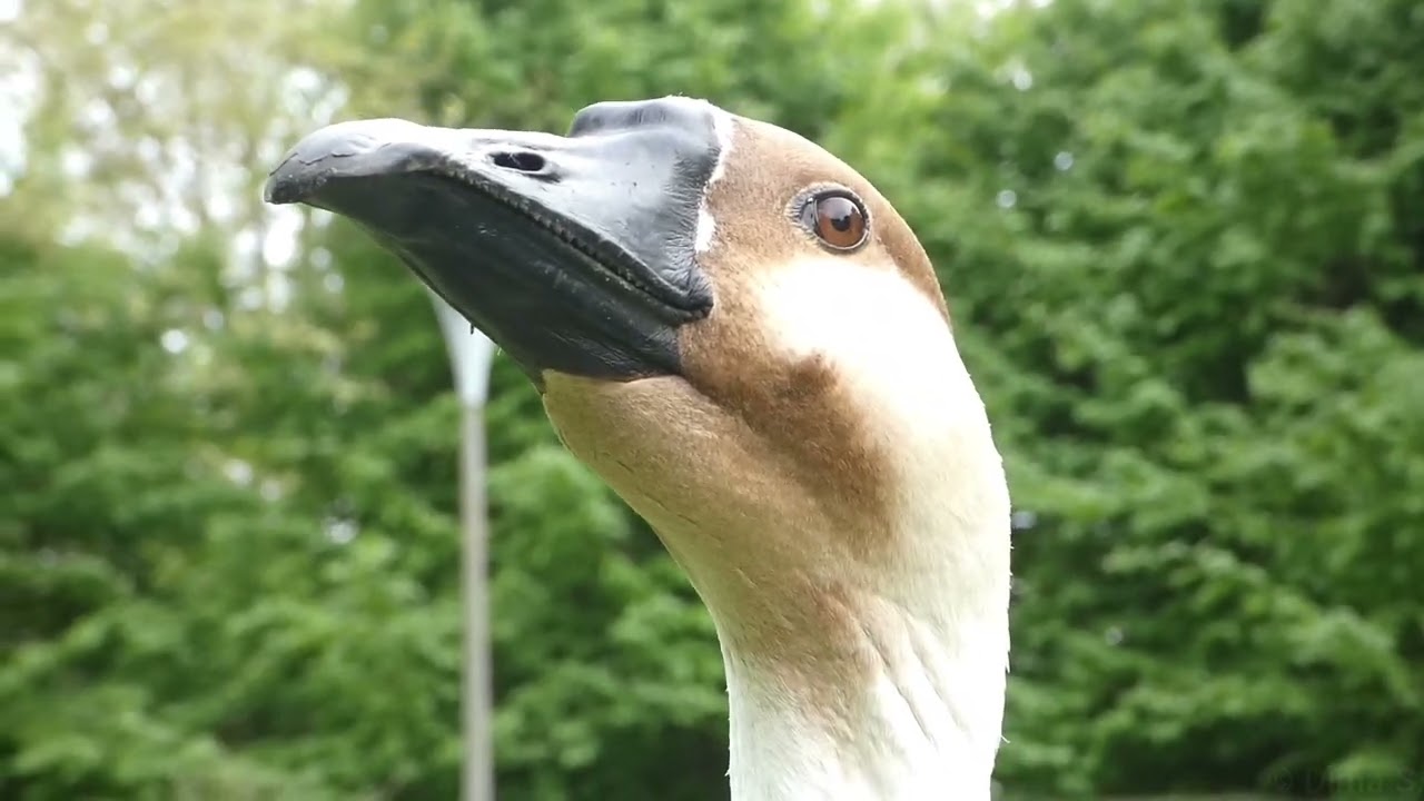 Swan goose calling / Schwanengans ruf Luisenpark Mannheim