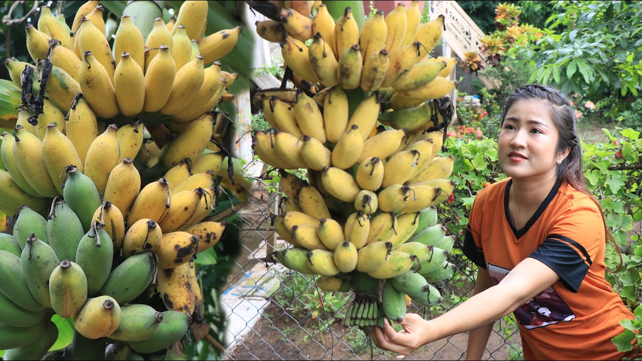 Cut ripe banana from banana tree for my recipe / Ripe banana recipe / Cooking with Sreypov