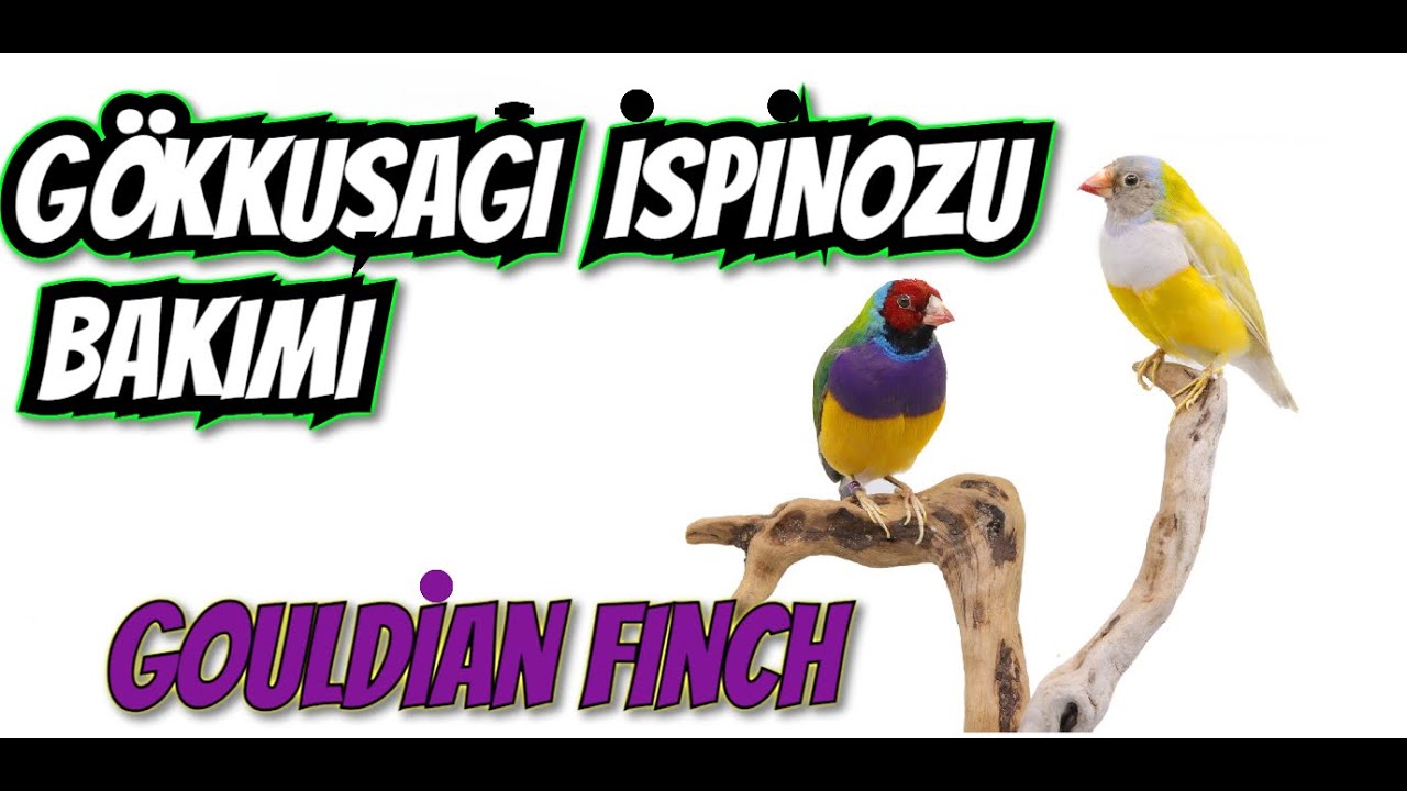 GÖKKUŞAĞI İSPİNOZU ÖZELLİKLERİ ve BAKIMI (Gouldian Finch)