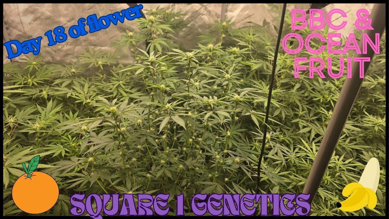Square 1 Genetics - Day 18 of Flower - 🍌 Banana Butter Cups & Ocean Fruit 🌊 - 4x8 AC infinity Tent 🔥
