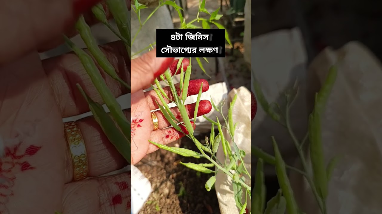 চারটা জিনিস সৌভাগ্যের লক্ষণ 