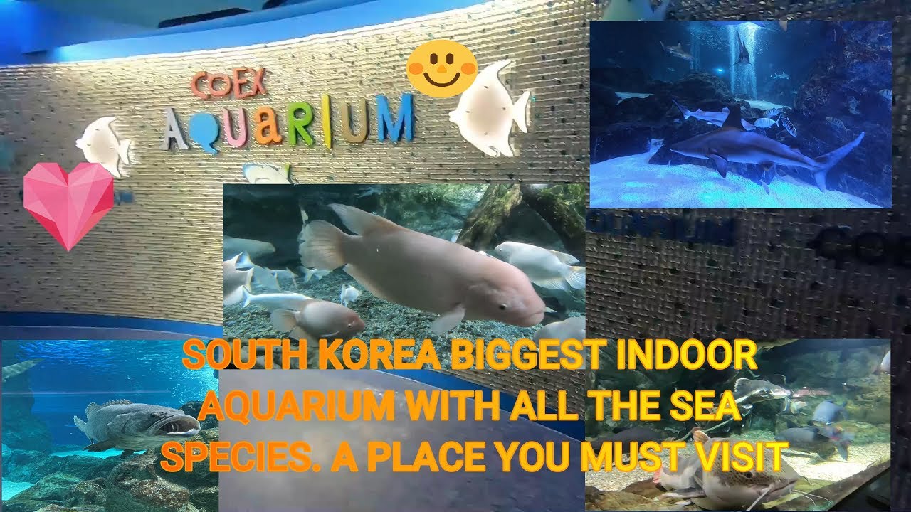 Coex Aquarium Seoul South Korea (One of the biggest indoor aquarium of South Korea)