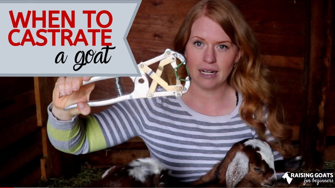 When to Castrate a Goat